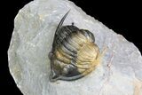 Diademaproetus Trilobite - Multi-Colored Shell #92923-3